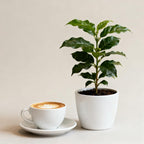 (No Ship to CA,HI,AK) Live Coffea Arabica Plant, Well-Rooted 1-2' Potted Plant, Low Maintenance Indoor Coffee Plant for Bright Windowsills
