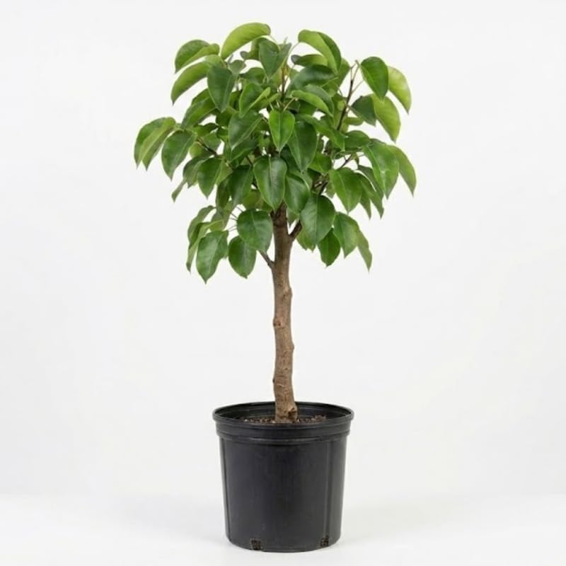(No Ship to CA, HI, AK) Korean Giant Asian Pear | 3 Gallon Pot | 30-36 Inches Tall Live Fruit Tree | High-Yielding Crisp Sweet Fruit | Low Maintenance Tree for Landscapes