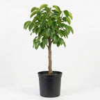 (No Ship to CA, HI, AK) Korean Giant Asian Pear Tree Live Plant in 3 Gallon Pot | 30-36 Inches Tall | Sweet Juicy Fruit for Cooking Juicing & Home Gardening