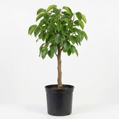 (No Ship to CA, HI, AK) Korean Giant Asian Pear Tree Live Plant in 3 Gallon Pot | 30-36 Inches Tall | Sweet Juicy Fruit for Cooking Juicing & Home Gardening