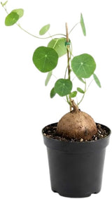Stephania Cephalantha Live Plant in 3.5 – 4" Inch Pot | Small Caudex Houseplant | Low-Maintenance Indoor Vine | Great for Home & Office Décor