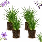 2 Flax Lily Live Plants,  4-6 Inch Tall, Well-Rooted Cold-Hardy Evergreen, Low Maintenance Grass for Shady Yard Borders