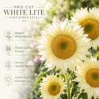 60 ProCut White Lite Sunflower Seeds for Planting, Non-GMO, Easy to Grow, Single Stem Sunflower Seeds, Striking Pastel Cream Blooms, Perfect Unique Gift