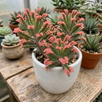 Kalanchoe Pink Butterfly Succulent – Live Plant in 2 Inch Pot | Rare Pink-Edged Variety | Indoor Houseplant for Home Décor