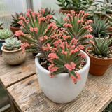 Kalanchoe Pink Butterfly Succulent – Live Plant in 2 Inch Pot | Rare Pink-Edged Variety | Indoor Houseplant for Home Décor