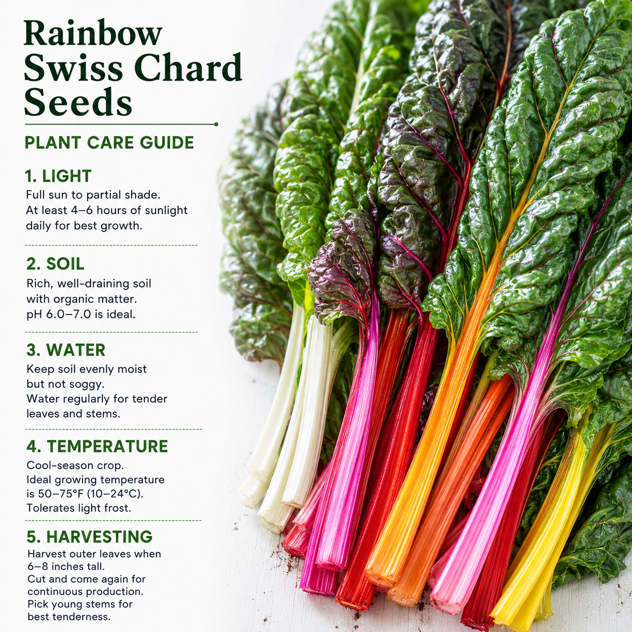 150 Pcs Rainbow Swiss Chard Seeds for Planting, Non GMO, Heirloom, Easy to Grow, Delicious Tender Greens, Ideal for Raised Beds, Containers & Gardens