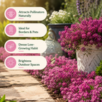 150 Deep Rose Alyssum Seeds, Non-GMO, Easy Care, Drought Tolerant Flower Seed for Backyard Gardens & Landscaping