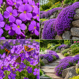 900 Purple Rockcress Seeds for Planting (Aubrieta deltoidea), Non GMO, Fast Growing, High-Yield Purple Cascading Blooms, Perennial Flower Seeds for Backyard Gardens & Landscaping