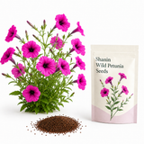 250 Shanin Wild Petunia Seeds, Non-GMO Ruellia humilis Seeds, Easy to Grow, Vibrant Lavender Purple Perennial Wildflower Seeds for Rock Gardens