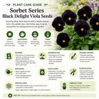 50 Sorbet Series Black Delight Viola Seeds, Non GMO, Heirlooms, Early Blooms Flowering Plants, for Containers, Garden Borders & Landscapes