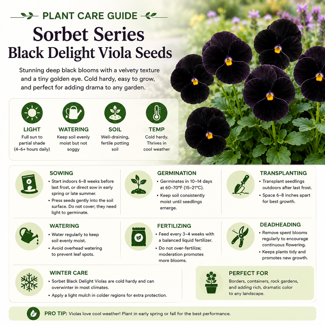 50 Sorbet Series Black Delight Viola Seeds, Non GMO, Heirlooms, Early Blooms Flowering Plants, for Containers, Garden Borders & Landscapes