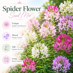 200 Spider Flower Seeds Mix for Planting Outdoors, Fast Growing, High-Yield Tall Showy Blooms, Perfect Floral Privacy Screen & Garden Background