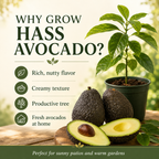 HASS Avocado Tree for Planting | 2.5–3 Ft Live Potted Tree | Fast-Growing Fruit Tree for Home Gardens, Patios & Containers (No Ship to CA,HI,AK)