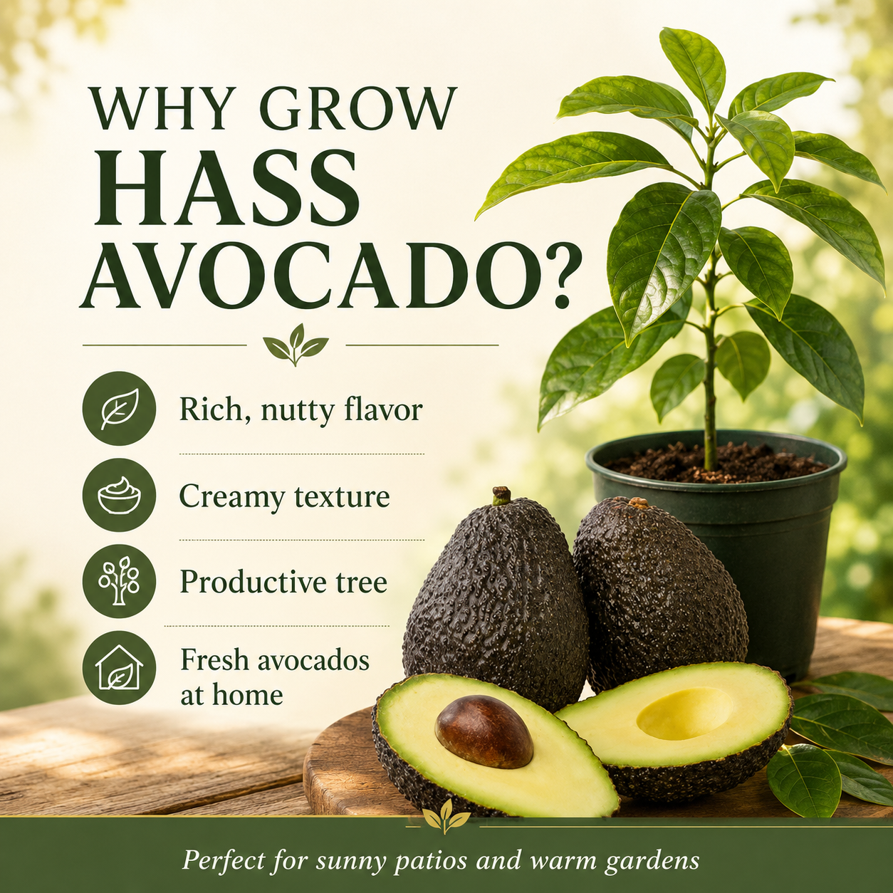 HASS Avocado Tree for Planting | 2.5–3 Ft Live Potted Tree | Fast-Growing Fruit Tree for Home Gardens, Patios & Containers (No Ship to CA,HI,AK)