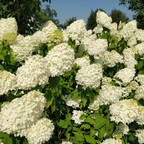 Limelight Hydrangea Shrub Live Plant | 1 Quart Pot | Low Maintenance Flowering Deciduous Tree Alternative | Robust Established Plant for Landscapes