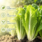 500 Romaine Lettuce Seeds - Parris Island Cos, Non GMO Vegetable Seeds, Heirloom, High-Yield Tender Leafy Greens, for Fresh Salads & Outdoor Planting