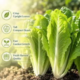 500 Romaine Lettuce Seeds - Parris Island Cos, Non GMO Vegetable Seeds, Heirloom, High-Yield Tender Leafy Greens, for Fresh Salads & Outdoor Planting