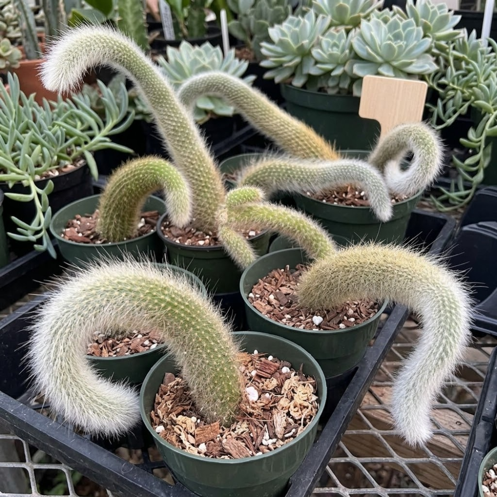 Monkey Tail Cactus Live Plant, 4-7 Inc Tall, Hanging Succulent Plants Live, Rare Succulents Live Plants