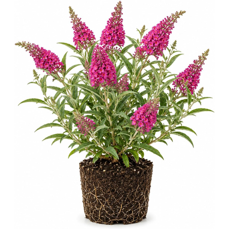 Butterfly Bush Live Plant – Raspberry Buddleia, 4-6 Inch Tall Starter, Vibrant Pink-Red Flowering Shrub for Backyard and Garden Rows
