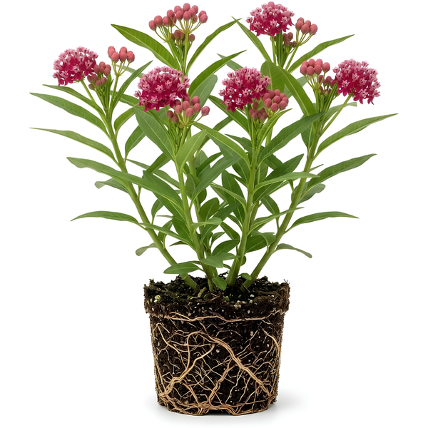 Milkweed Plant Live, Well-Rooted 4-6" Potted Plant, Cold-Hardy Butterfly Host Plant for Sunny Patios and Landscapes