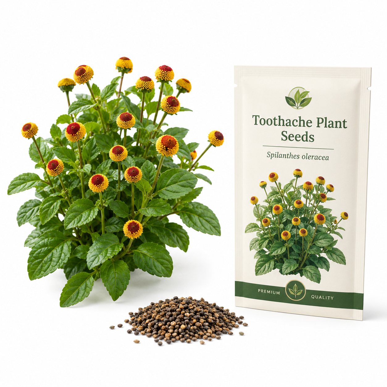 400 Toothache Plant Seeds for Planting Outdoors, Heirloom, Easy to Grow, Fast Growing Peek-A-Boo Electric Buttons, Unique Yellow Red Flower Seeds