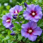 2 Purple Althea Live Plants (Rose of Sharon) | 10-12 Inch Tall Flowering Trees | Hardy Hibiscus Shrubs for Outdoor Planting, Landscaping & Garden Beds
