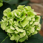 Limelight Hydrangea Shrub Live Plant | 1 Quart Pot | Low Maintenance Flowering Deciduous Tree Alternative | Robust Established Plant for Landscapes