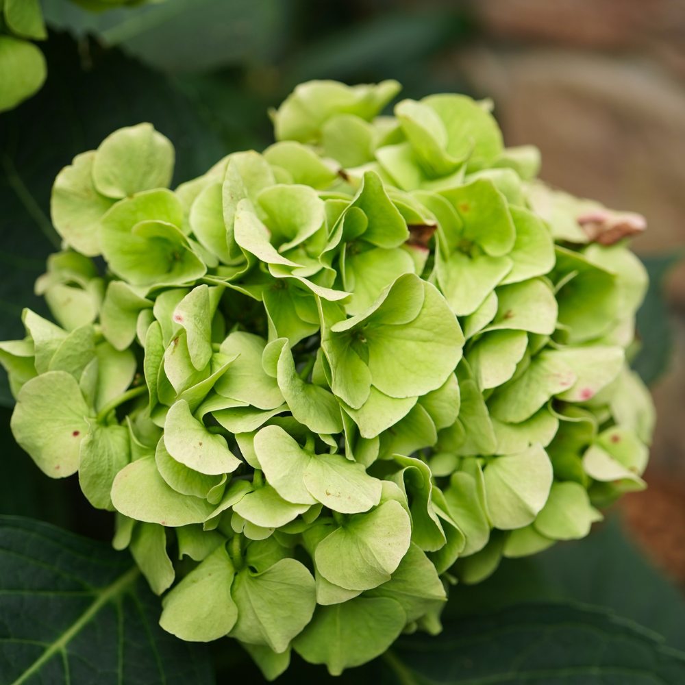 Limelight Hydrangea Shrub Live Plant | 1 Quart Pot | Low Maintenance Flowering Deciduous Tree Alternative | Robust Established Plant for Landscapes
