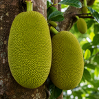 Jackfruit Tree Live Plant, 3 Gallon Pot, 3 Feet Tall, Potted Tropical Fruit Tree Starter for Backyard and Large Containers (No Ship to CA,HI,AK)