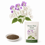 50 Money Plant Seeds, Non GMO Lunaria biennis, Honesty Plant, Fragrant Purple Spring Blooms, Silver Seedpods, Ideal for Gardens