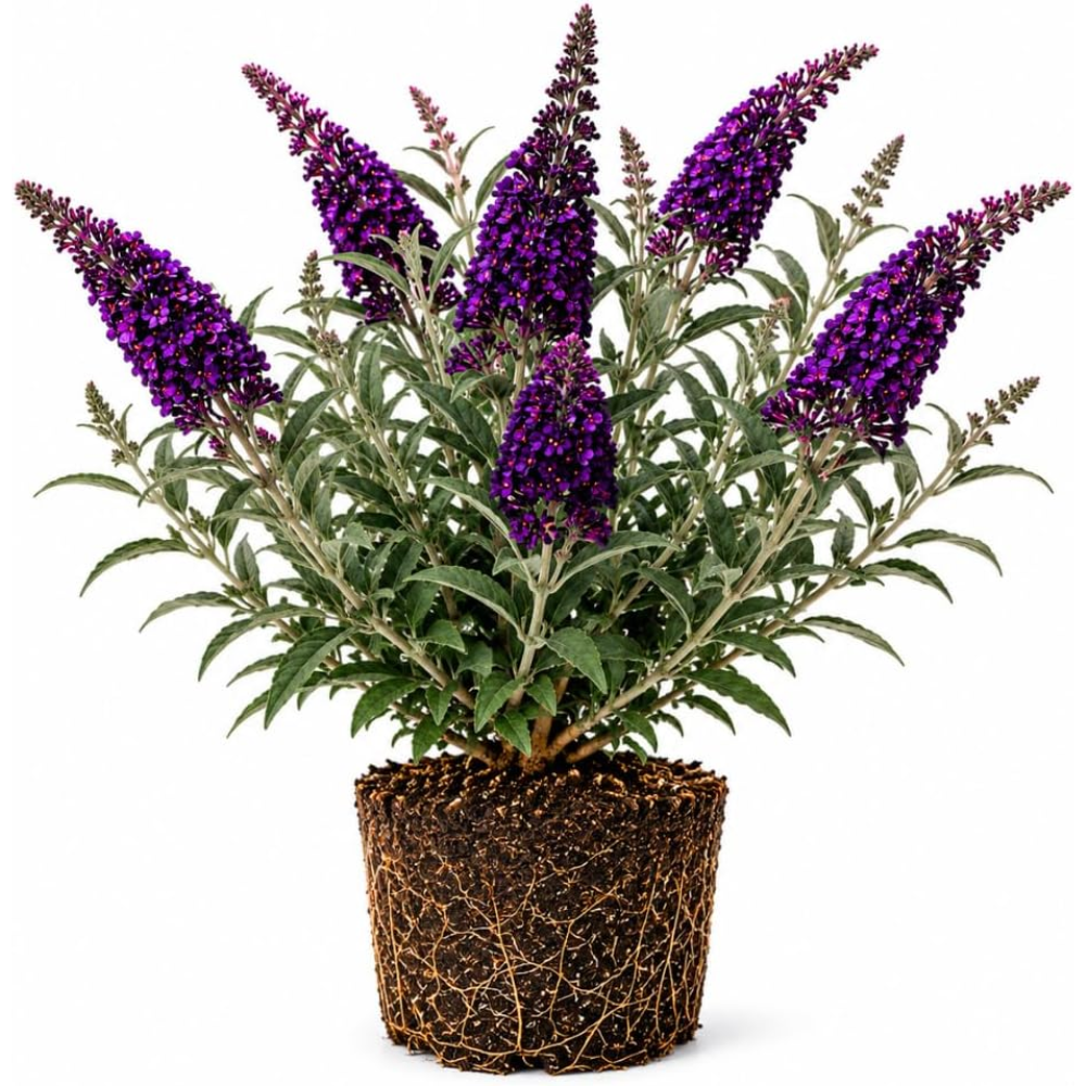 Butterfly Bush Live Plant – Raspberry Buddleia, 4-6 Inch Tall Starter, Vibrant Pink-Red Flowering Shrub for Backyard and Garden Rows