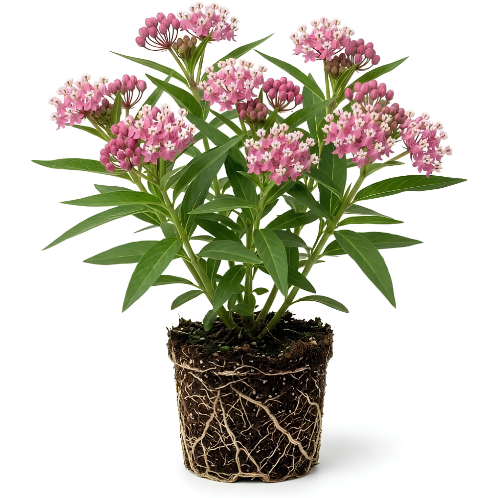 Milkweed Plant Live, Well-Rooted 4-6" Potted Plant, Cold-Hardy Butterfly Host Plant for Sunny Patios and Landscapes