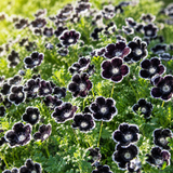 100 Pcs Penny Black Nemophila Seeds, Easy to Grow , Shade Loving Plant, Perfect for Hanging Baskets, Window Boxes, Patio Containers, and Pollinator Gardens