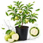 Guava Plants Live for Planting - Thai White Guava Tree, 2-3 Foot Tall Potted Plant, 3 Gallon Size, Easy Care Tropical Greenery, Fruit Tree for Home Landscapes (No Ship to CA, HI, AK)