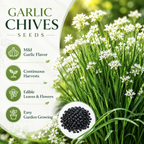 400 Garlic Chives Seeds for Planting Outdoors, Fast Growing, Easy to Grow, Cold Hardy Vegetable Seeds, Perfect Companion Plant for Garden Beds