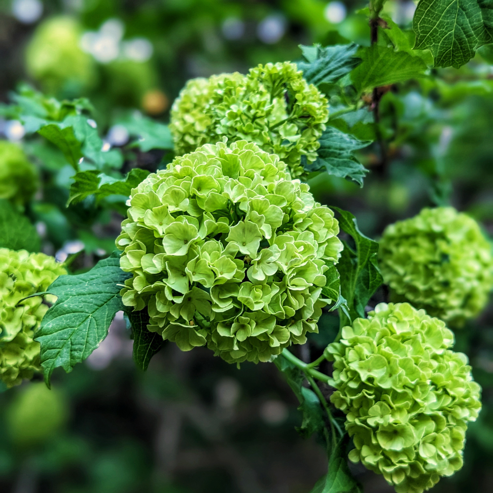 Limelight Hydrangea Shrub Live Plant | 1 Quart Pot | Low Maintenance Flowering Deciduous Tree Alternative | Robust Established Plant for Landscapes