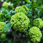 Limelight Hydrangea Shrub Live Plant | 1 Quart Pot | Low Maintenance Flowering Deciduous Tree Alternative | Robust Established Plant for Landscapes