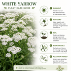 500 White Yarrow Seeds, Non GMO, Hardy, Drought Tolerant Native Flower, High-Yielding Achillea Groundcover for Rock Gardens