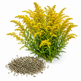 400 Showy Goldenrod Seeds for Planting, Non-GMO, Fast Growing, Easy Care, Golden Yellow Wildflower Seeds, Native Perennial for Backyard Landscape
