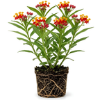 Milkweed Plant Live, Well-Rooted 4-6" Potted Plant, Cold-Hardy Butterfly Host Plant for Sunny Patios and Landscapes