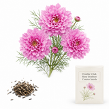 25 Double Click Rose Bonbon Cosmo Seeds, Non-GMO, Heirloom Cosmos bipinnatus Seeds, Vibrant Deep Rose Pink Double Blooms, for Cut Flower Garden