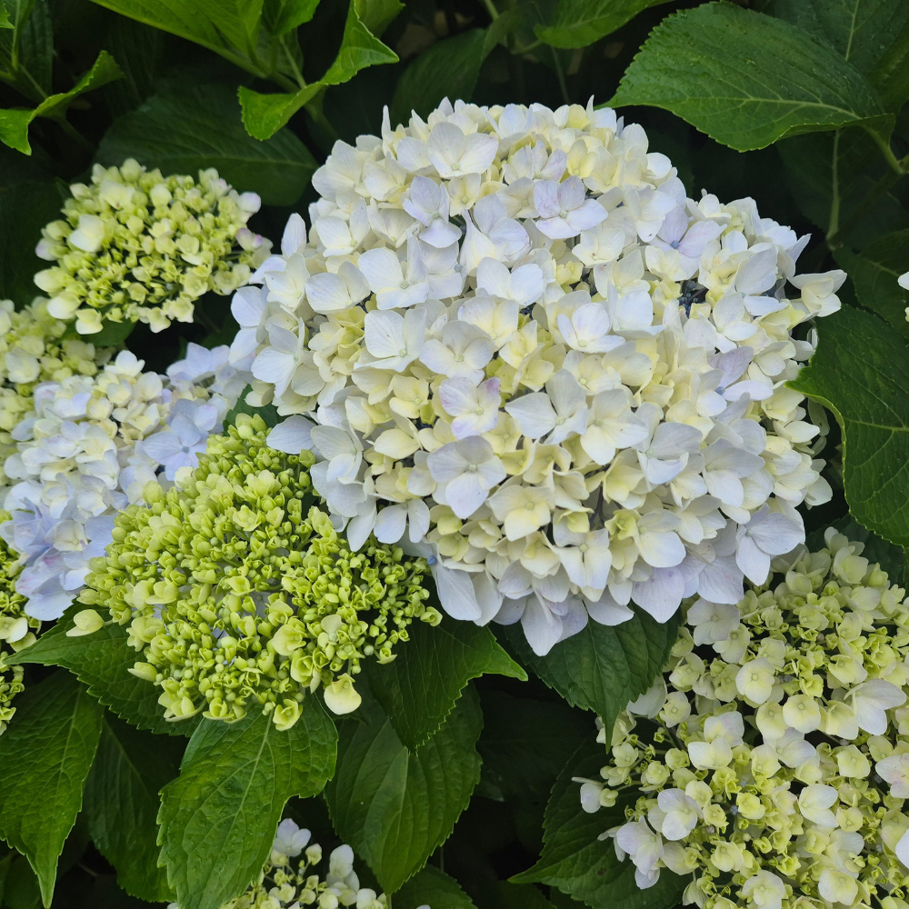 Limelight Hydrangea Shrub Live Plant | 1 Quart Pot | Low Maintenance Flowering Deciduous Tree Alternative | Robust Established Plant for Landscapes