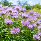 150 Wild Bergamot Seeds, Non GMO Beebalm Seeds, Hardy, Open Pollinated Perennial Flowers,