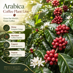 Arabica Coffee Live Plant, 2-3 Feet Tall in 3 Gallon Pot, Glossy Evergreen Houseplant for Indoor Decor and Kitchen Gardens (No Ship to CA, HI, AK)
