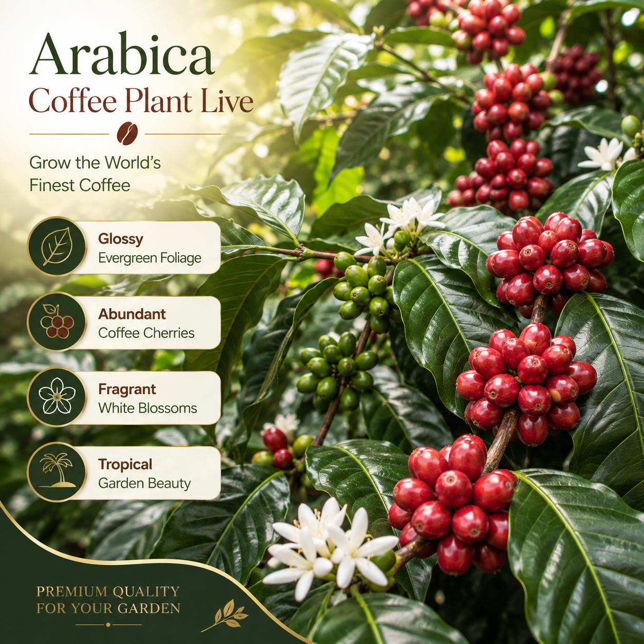 Arabica Coffee Live Plant, 2-3 Feet Tall in 3 Gallon Pot, Glossy Evergreen Houseplant for Indoor Decor and Kitchen Gardens (No Ship to CA, HI, AK)