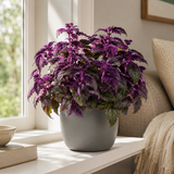 Purple Passion Plant Live - Gynura | Size 4 Inch Tall | Easy to Grow Indoor Houseplant for Home & Office | Vibrant Purple Velvet Foliage, Low Maintenance