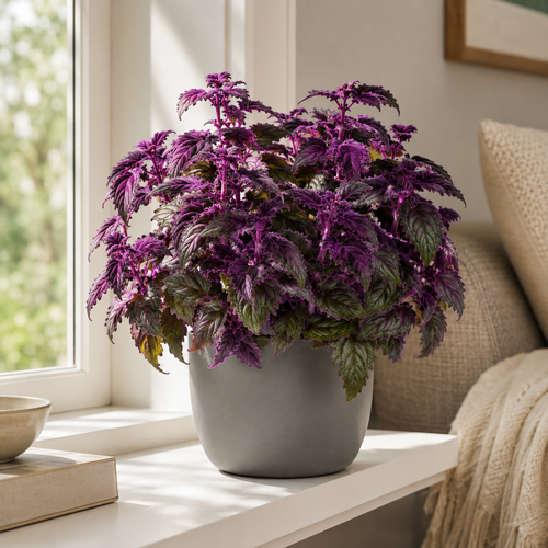 Purple Passion Plant Live - Gynura | Size 4 Inch Tall | Easy to Grow Indoor Houseplant for Home & Office | Vibrant Purple Velvet Foliage, Low Maintenance