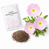 1000 Showy Evening Primrose Seeds, Heirloom, Hardy Drought Tolerant, Native Wildflower Seed, High-Yielding Flowering Ground Cover for Outdoor Planting