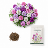600 Candytuft Mixed Color Seeds, Non-GMO Iberis umbellata Seeds, High Yield, Vibrant Multi-Color Pink Purple White Annual Cascading Ground Cover for Rock Gardens