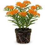 Milkweed Plant Live, Well-Rooted 4-6" Potted Plant, Cold-Hardy Butterfly Host Plant for Sunny Patios and Landscapes